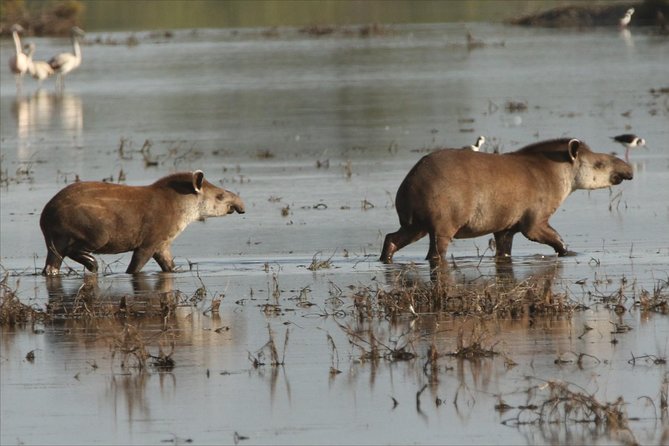 Discovering Wildlife of the Chaco - Best Time for Wildlife Sightings
