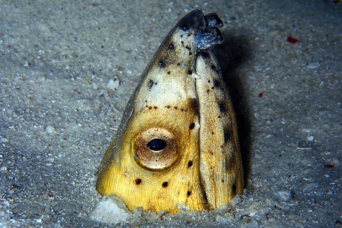 DiveGurus -Scuba Diving in Boracay - Scuba Diving Packages Offered