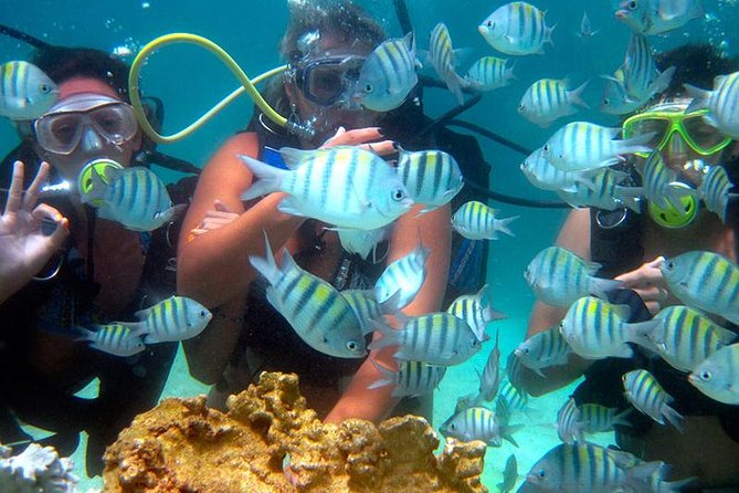 DIVING in PORTO De GALINHAS (With Cylinder) - Exploring the Underwater Beauty