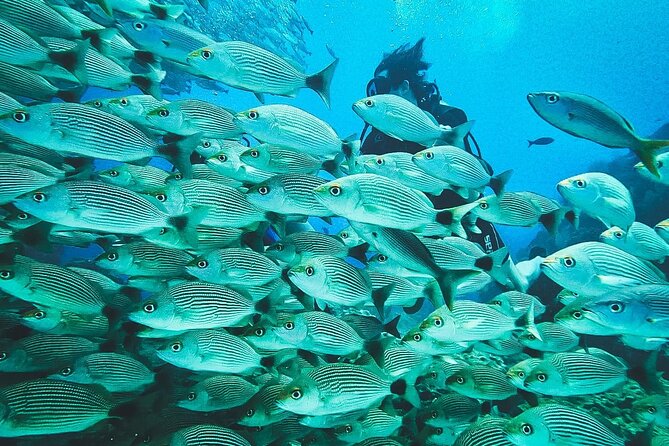 Diving Tour in Isla Del Caño for Certified Divers - Exploration Opportunities