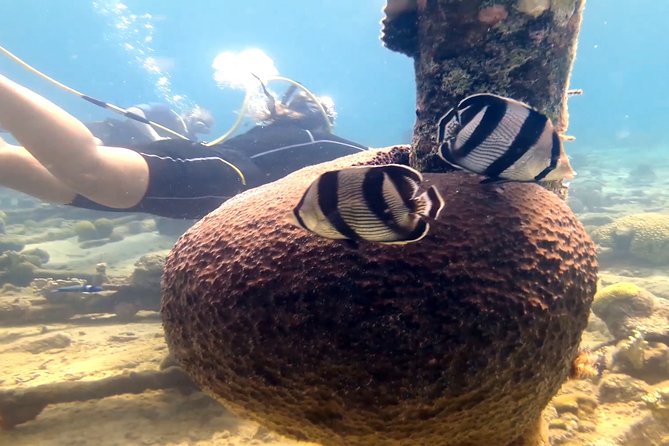 Diving Without Tanks on Your Back! - Inclusions and Pricing