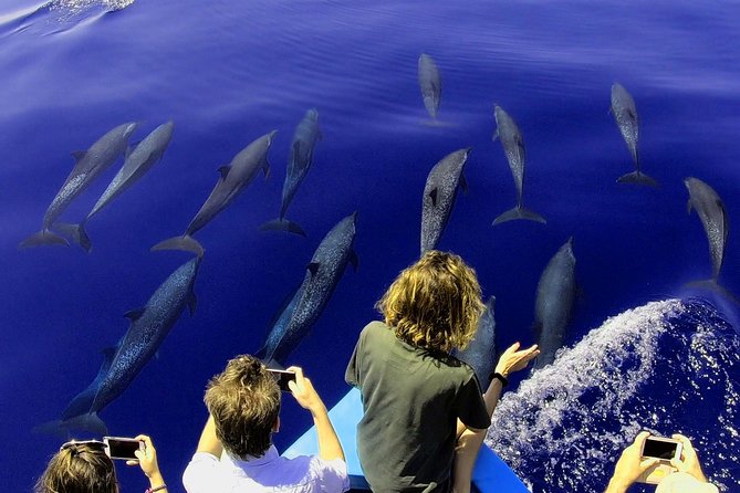 Dolphin and Whale Watching Tour in Drake Bay as Seen on National Geographic - Tour Details