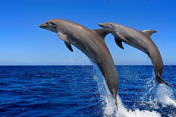 Dolphin House and Banana Boat - Booking Information