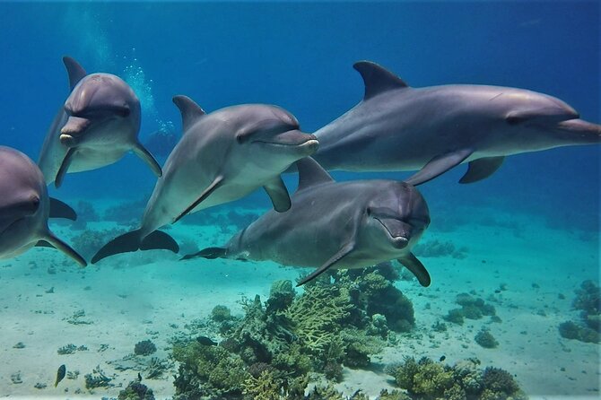 Dolphin House Sea Trip With Water Sport and Lunch in El Gouna - Itinerary Details