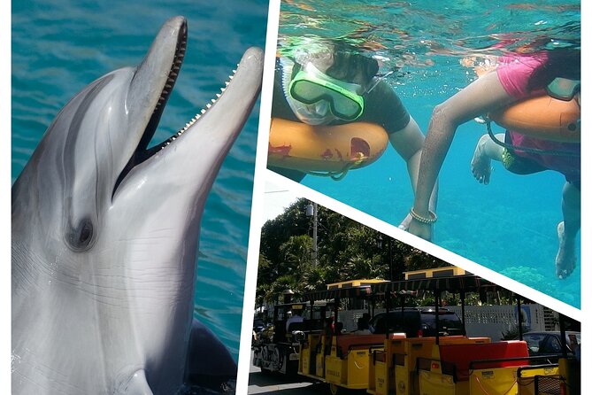 Dolphin Morning Watching & Snorkeling Open Bar 1 Day Hop-On Hop-Off Fun - Start and End Details