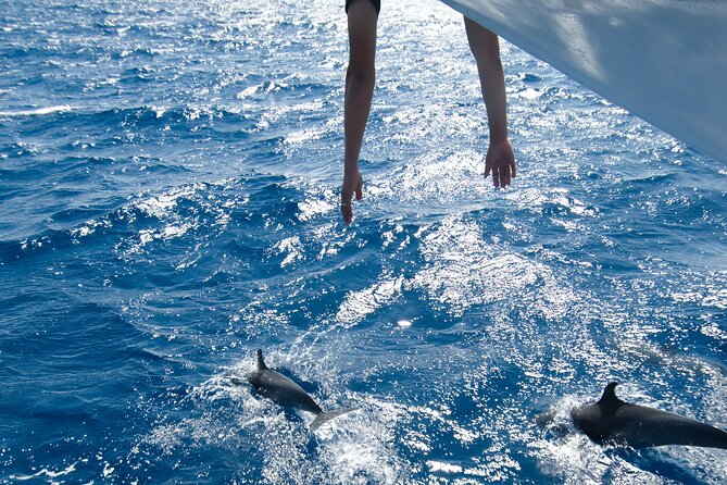 Dolphin Watching and Snorkeling Cruise With Lunch From Hurghada - Pickup and Logistics