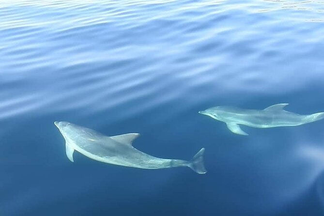 Dolphin Watching in Sesimbra - Essential Tips for a Successful Dolphin Watching Experience