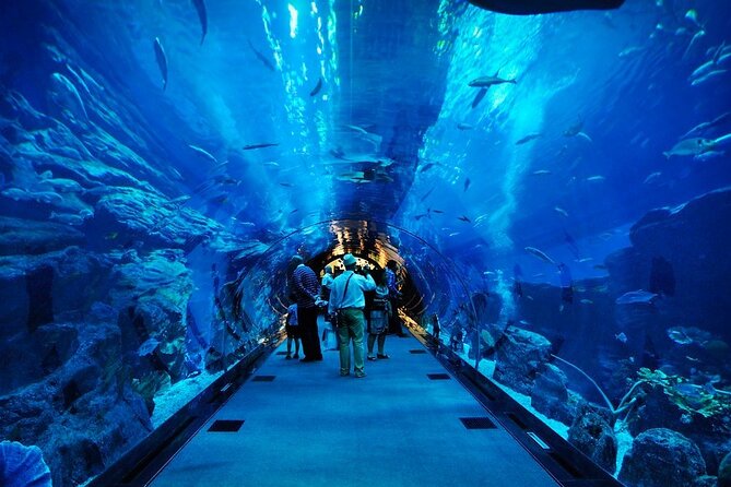 Dubai Aquarium and Underwater Zoo Admission Ticket - Additional Info