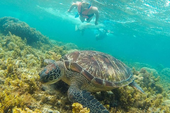 Dumaguete Apo Island Snorkeling Tour - Apo Island Snorkeling Experience