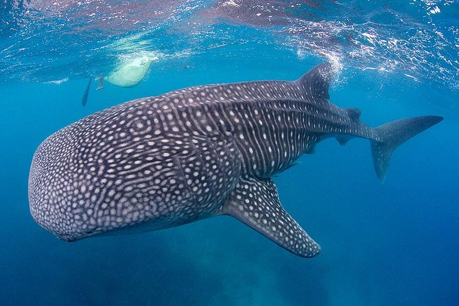 Dumaguete Oslob Whaleshark Tour - Itinerary Overview