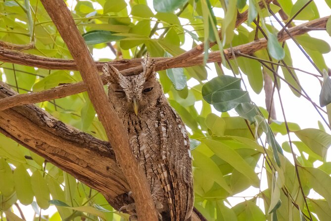 Early Bird Watching Tour - Guanacaste - Bird Species Diversity