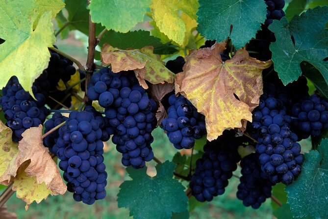 East Kelowna Wine Tour From Vernon - Classic - 4 Wineries - Winery Selection