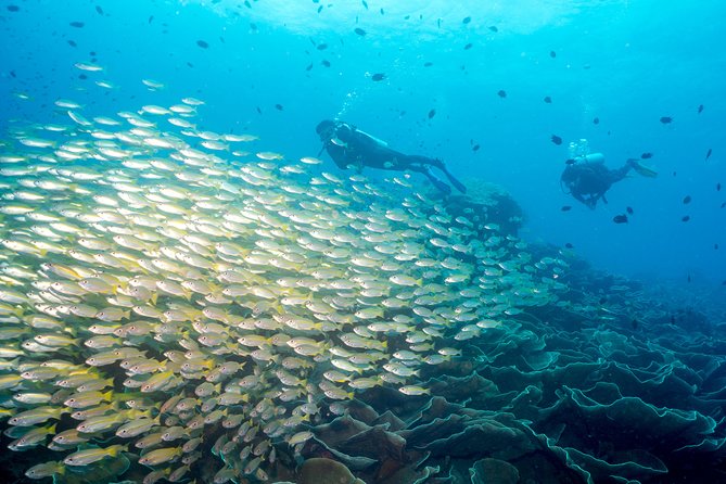 Easy Fun Scuba Dive in El Nido - Dive Sites and Marine Exploration