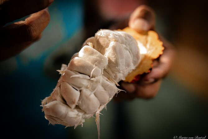 Ecuadorian Cuisine With Cocoa: Class and Tasting From Guayaquil. - Pricing and Booking Information
