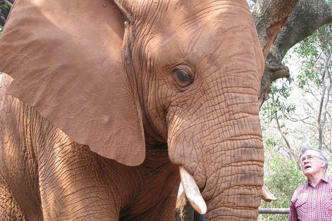 Elephant Sanctuary Tour From Johannesburg or Pretoria - Pricing and Reservation Details