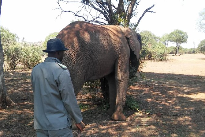 Elephant Walk Guided Half Day Tour From Johannesburg - Reviews