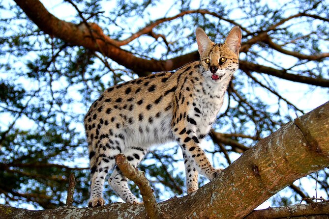Emdoneni Wild Cat Project Day Tour From Richards Bays - Tour Highlights and Wildlife Experience