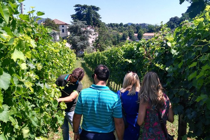 Euganean Hills Wine Tour - Wine Tasting Experiences