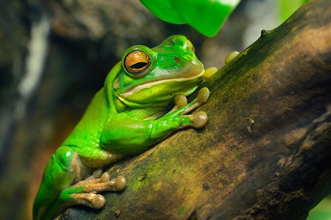Exciting Rainforest Tour: Spot Wildlife and Waterfalls - Wildlife Spotting Opportunities