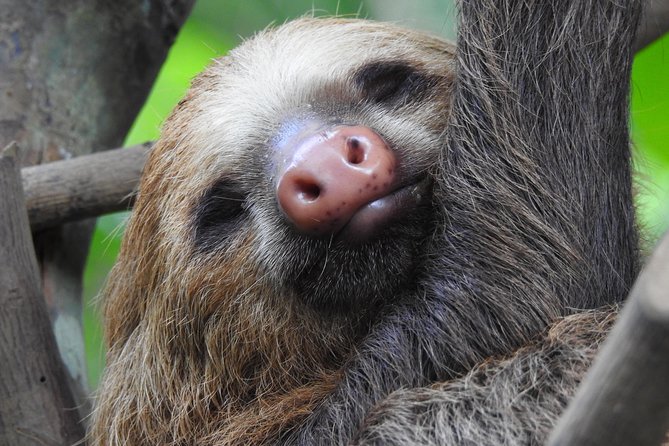 Exciting Sloth Adventure in Manuel Antonio Park - Park Exploration With a Guide