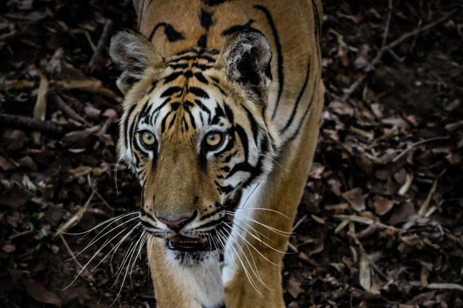 Exclusive Bandhavgarh Tiger Safari - Pickup Services