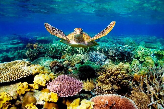 Excursion to Ras Mohammed Sharm El Sheikh by Bus - Highlights of the Excursion