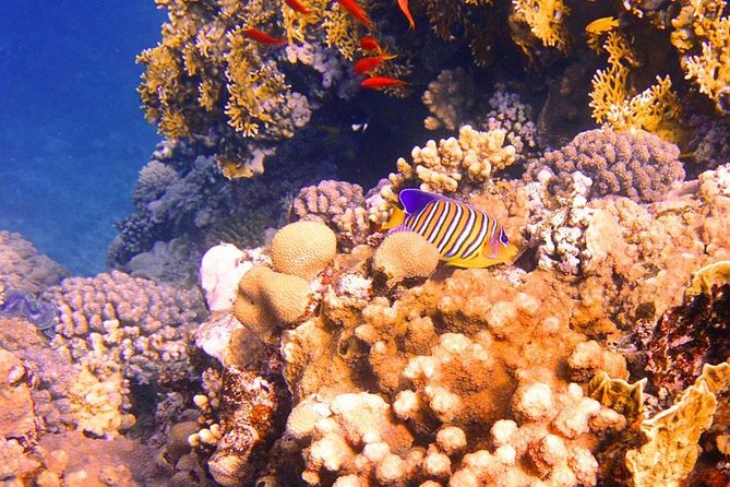 Excursion to Tiran Island by Boat - Exclusions
