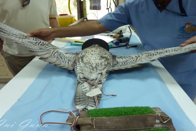 Experience Abu Dhabi Falcon Hospital Tour - Inclusions