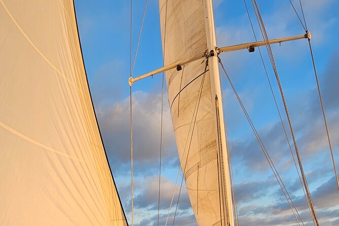 Experience Oceanside Sailing With Whales and Dolphins! - What To Expect