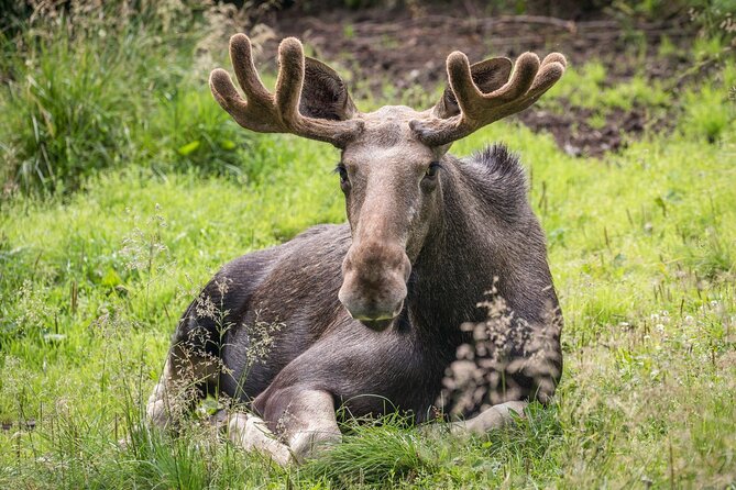 Experience Reindeer Farm and Ranua Wildlife Park in Rovaniemi - Wildlife Encounters