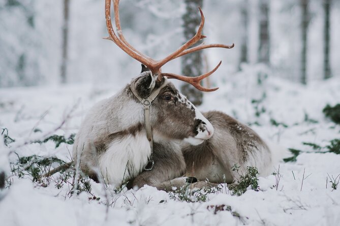 Family Day: Reindeer and Husky by Snowmobile in Levi - Meeting and Pickup Information