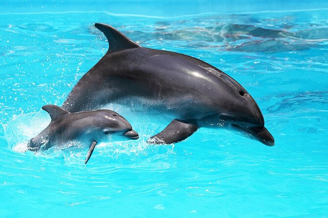 Family Fun: Fishing, Dolphins & Snorkel (Flowing Water Charters) - What To Expect