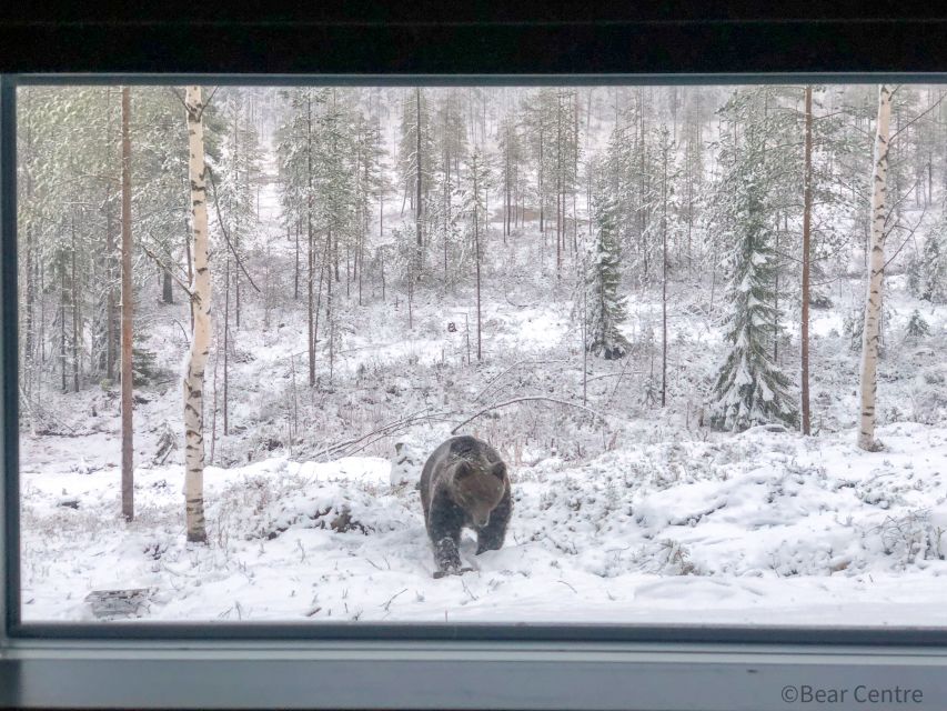Finland: Bear Watching, Evening Trip - Experience