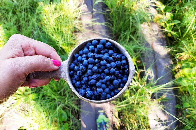 Finland Liesjarvi National Park Wild Berry Foraging Adventure  - Helsinki - Traveler Photos and Reviews