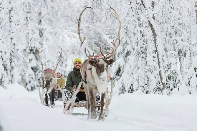 Forest Trail Reindeer Safari - Overview and Experience
