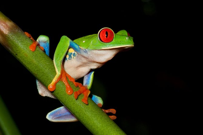 Frog Watching Jungle Night Walk - What to Expect