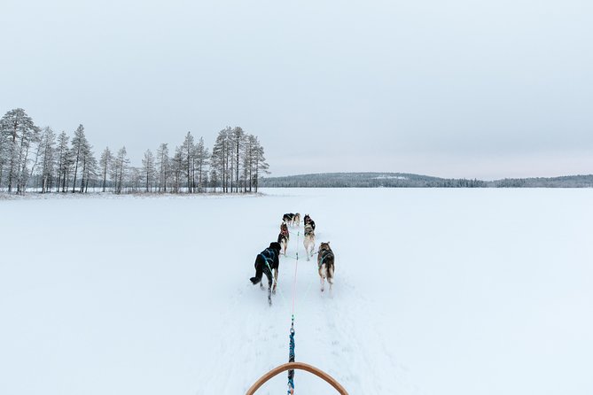 Full Day 30 to 40km Taiga Husky Tour With a Lunch, in Rovaniemi - Cancellation Policy