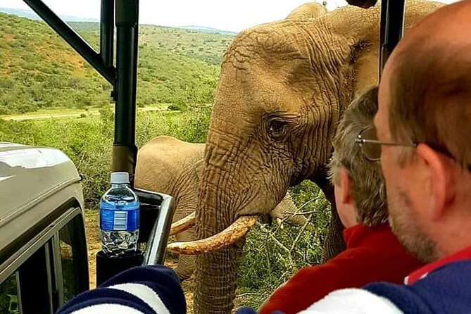 Full Day Addo and Schotia Private Game Reserve Safari - Cancellation Policy