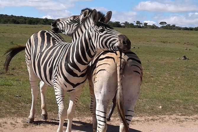 Full Day Addo Elephant National Park Safari Wit BBQ:Thentic Tours - Pricing and Booking