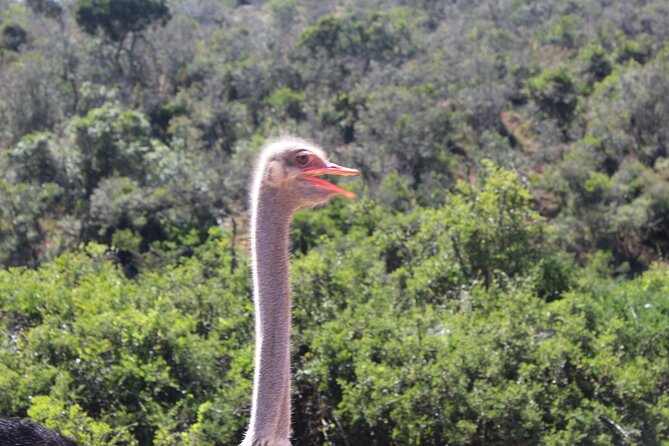 Full Day Addo Elephant National Park Safari - Safari Details