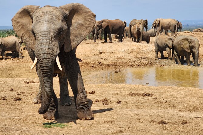 Full Day Addo Park Tours and Safari in South Africa - Start and End Time