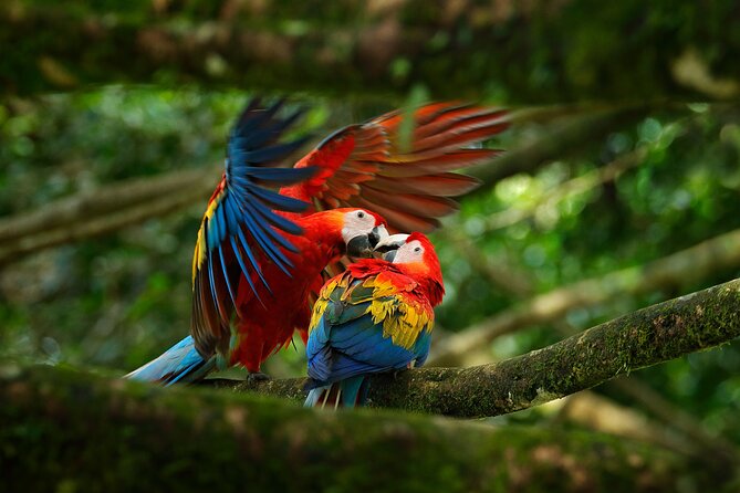 Full-Day Adventure in Corcovado National Park From Drake Bay - Tour Details