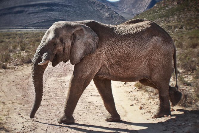 Full Day Aquila Game Reserve Wildlife Safari - Wildlife Encounters in Natural Habitats