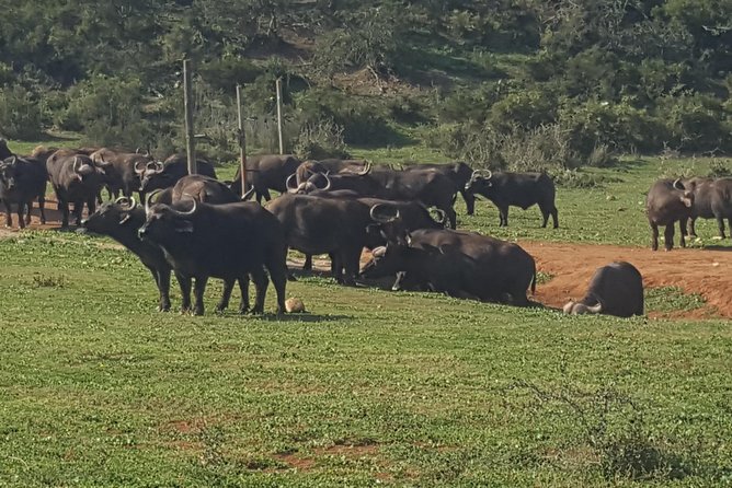Full Day Big 5 Addo Elephant Park and Schotia Combo Package - Duration and Meeting Point