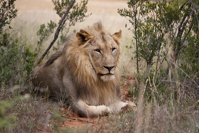 Full Day Big 5 Aquila Safari Private Transfers Including Park Fee From Cape Town - Traveler Photos and Reviews