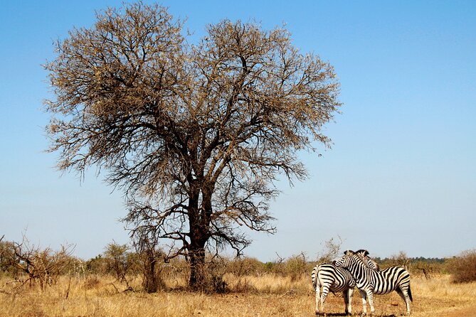 Full Day Big 5 Game Safari in Kruger National Park From Hazyview - Pickup and Transportation