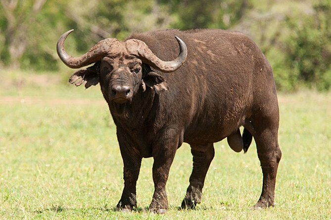 Full Day Hluhluwe Imfolozi Game Reserve From Durban - How to Book and Prepare