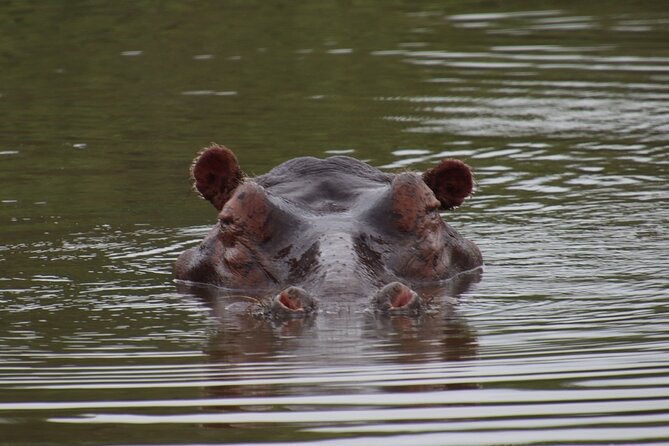 Full-day Hluhluwe-iMfolozi Park Big 5 Safari Experience - Wildlife Encounters