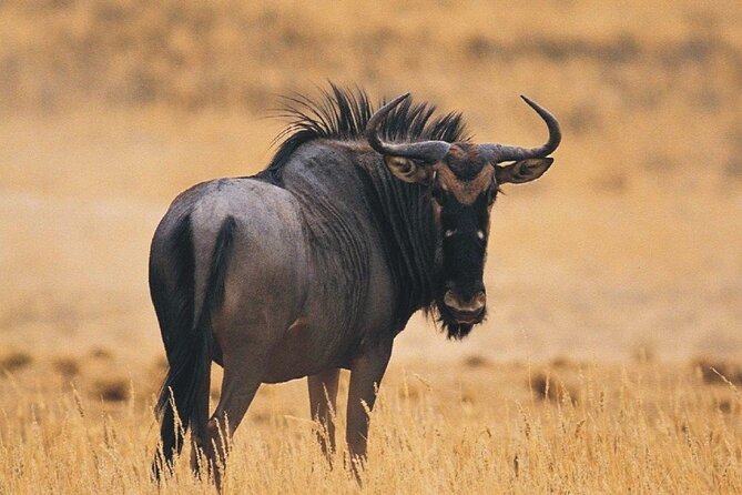 Full Day Isimangaliso Wetlands & Boat Cruise Tour From Durban - Itinerary Overview