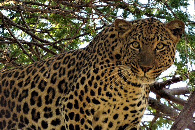 Full-Day Kruger National Park Safari - Inclusions